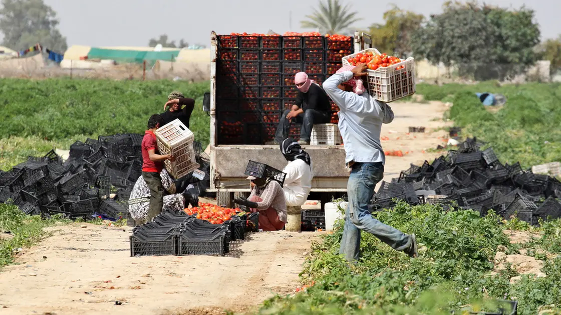 غضب في الأردن.. خضراوات تصدّر لإسرائيل