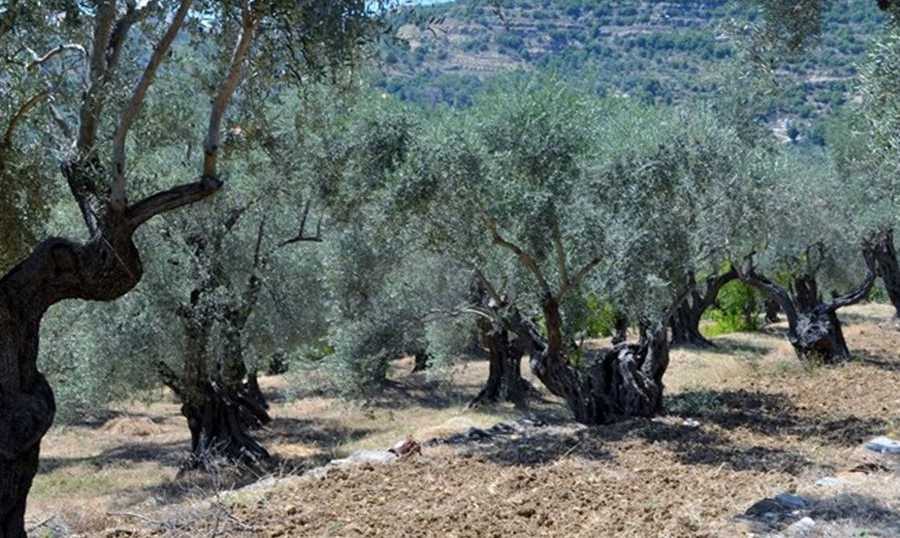 أقدم أشجار الزيتون في العالم قد تكون في شمال لبنان... دراسة تكشف!